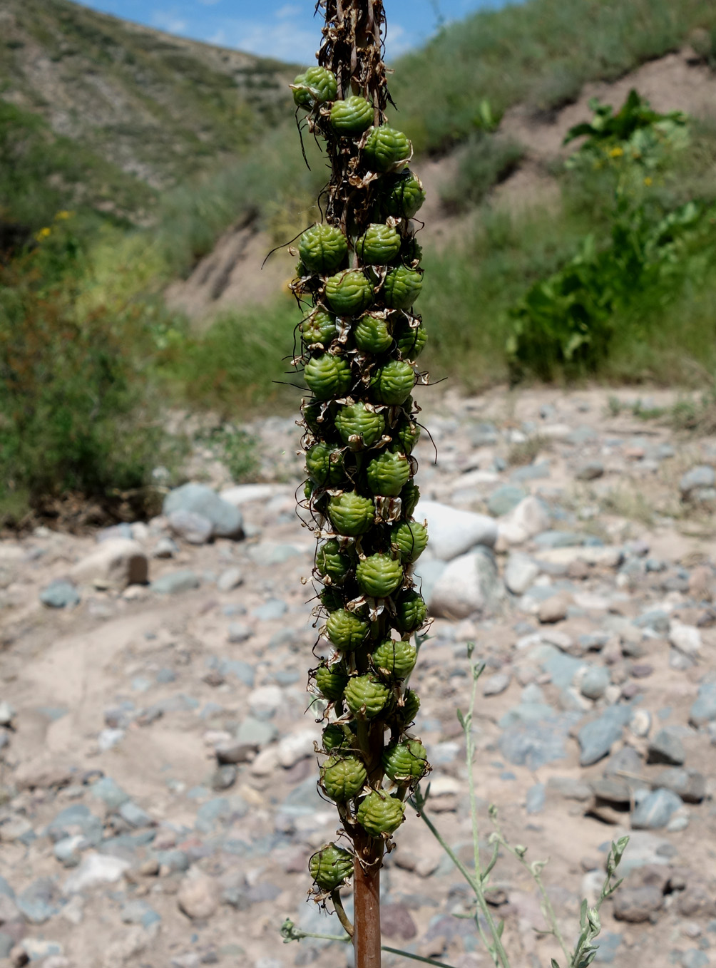 Image of Eremurus cristatus specimen.