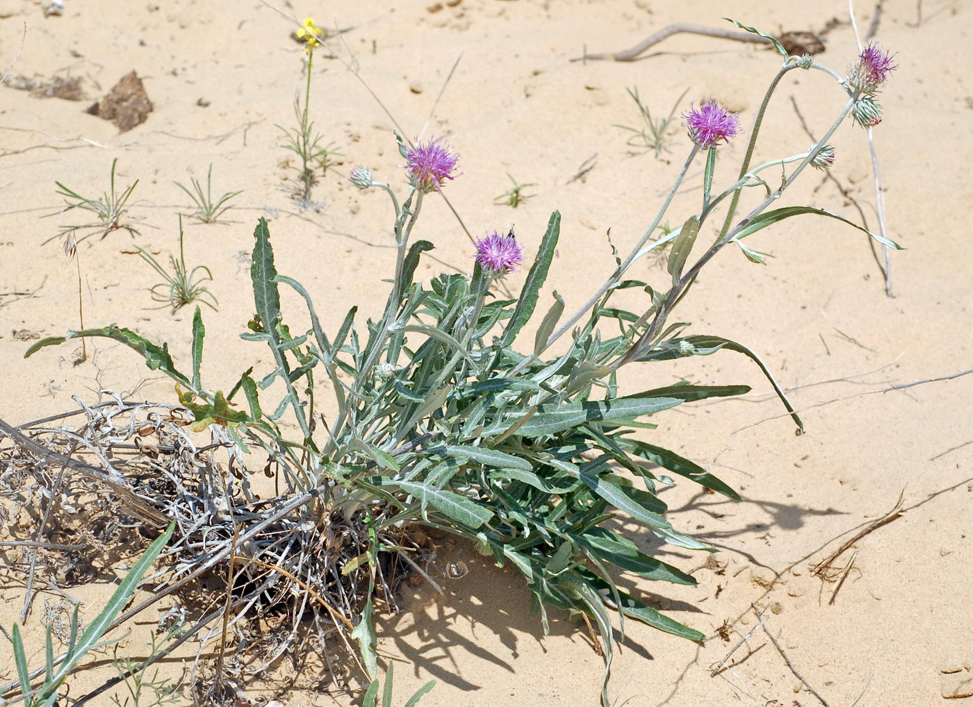 Image of genus Jurinea specimen.