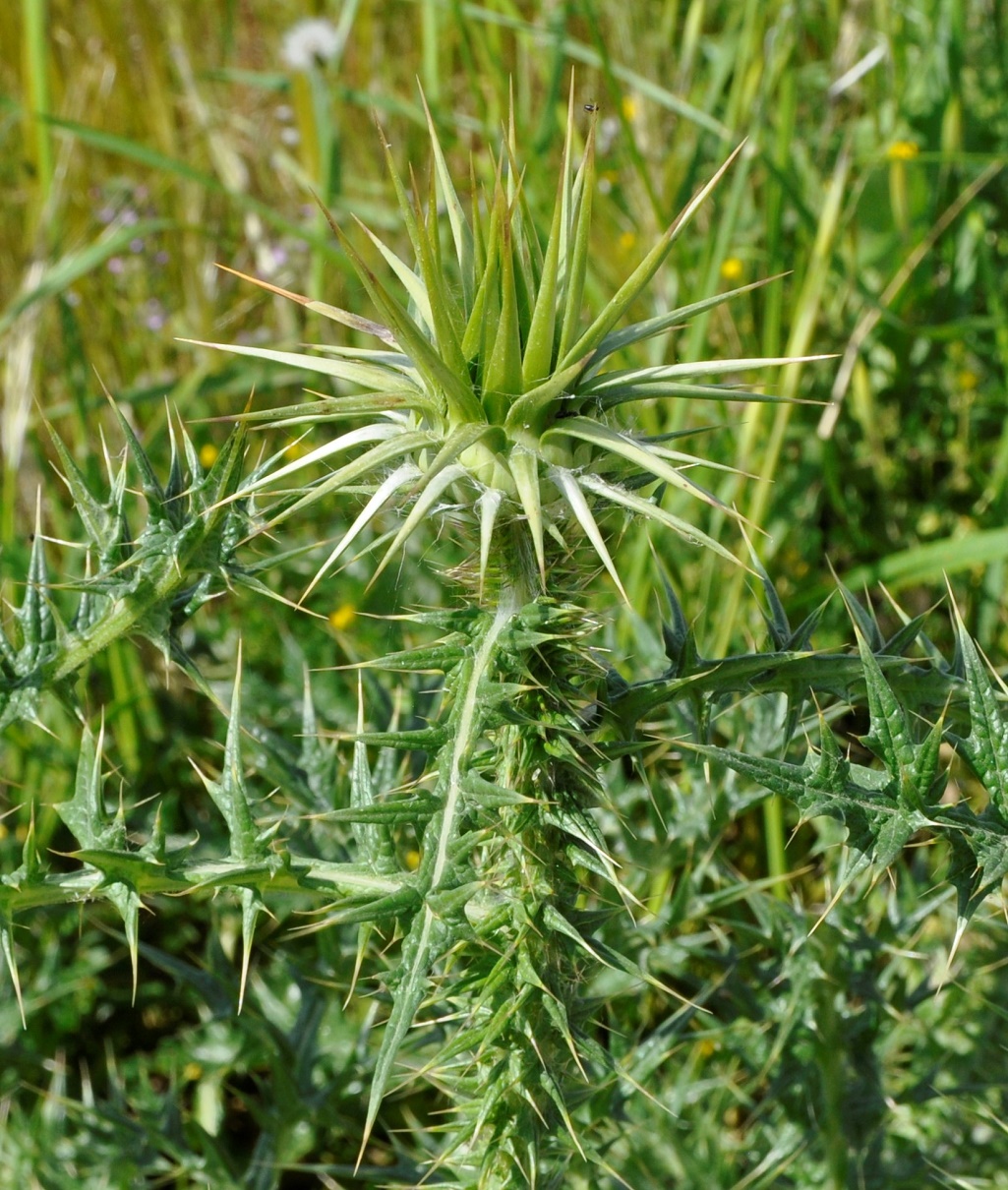 Image of Onopordum cyprium specimen.