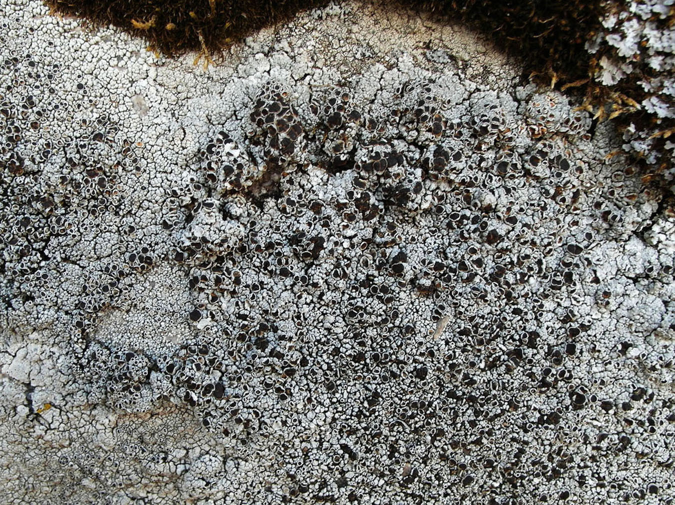 Image of Lecanora argopholis specimen.