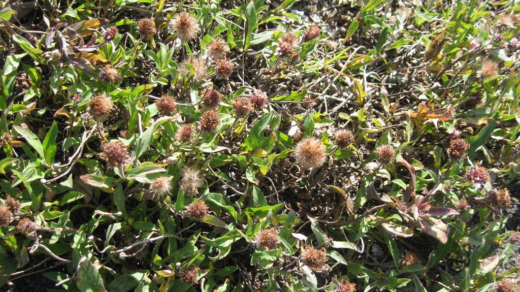 Image of Aster sibiricus specimen.