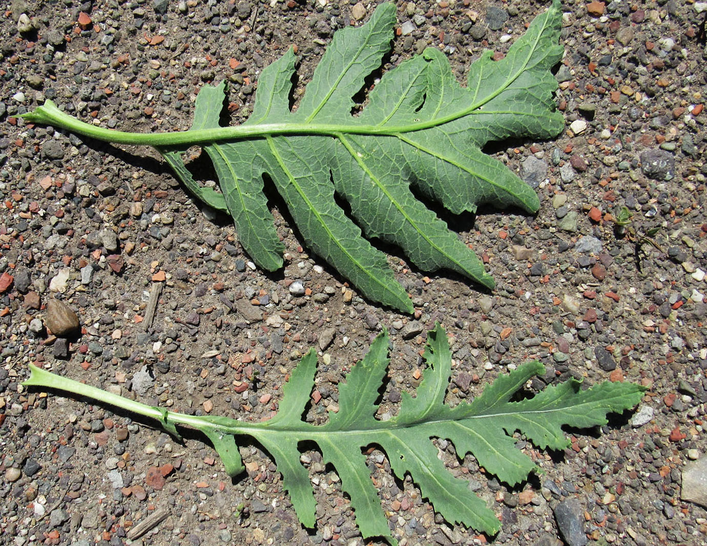 Image of Crambe orientalis specimen.