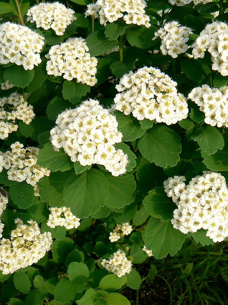 Image of Spiraea betulifolia specimen.