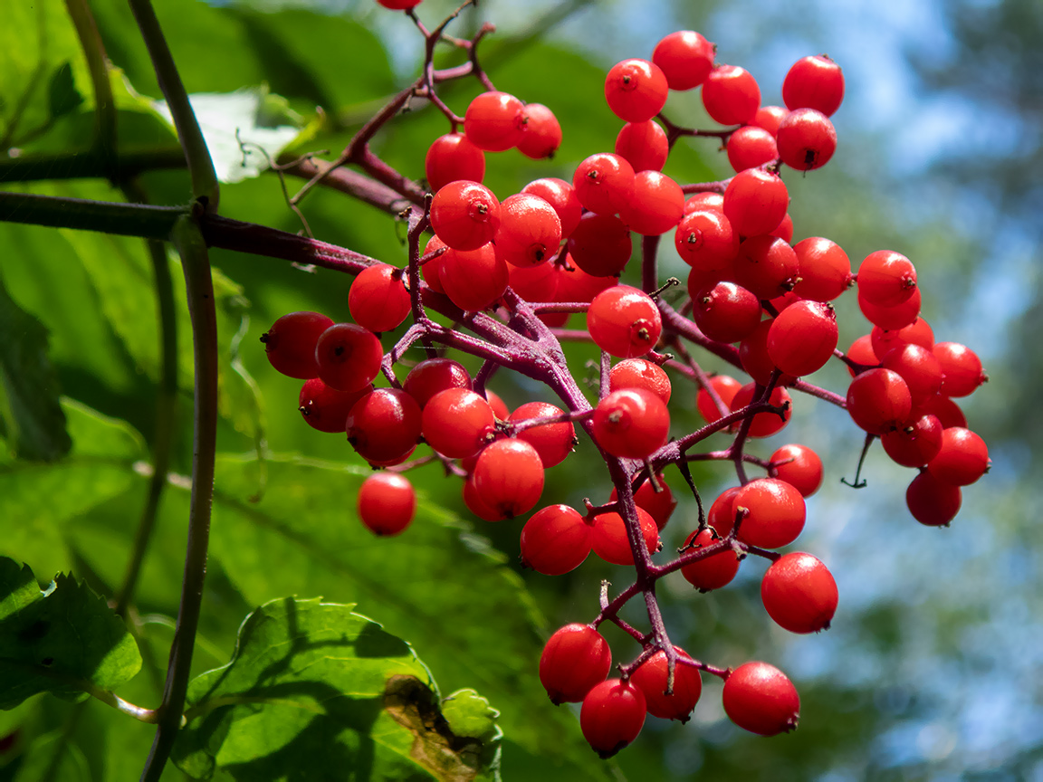 Image of Sambucus racemosa specimen.