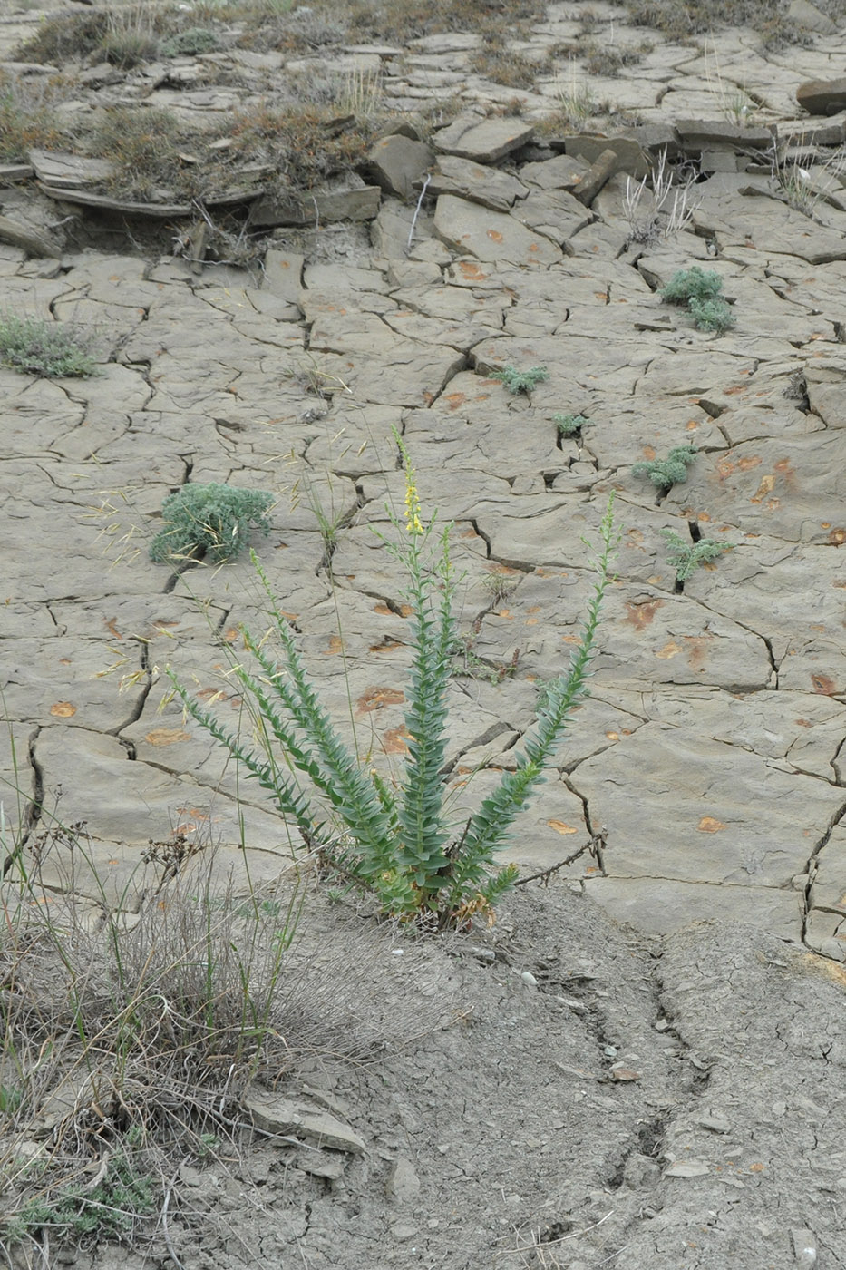 Image of Linaria genistifolia specimen.