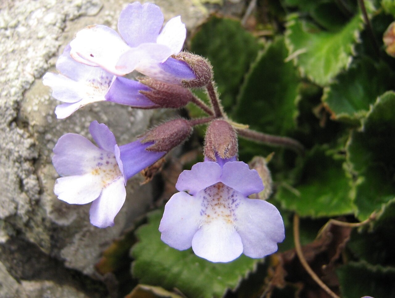 Image of Haberlea rhodopensis specimen.