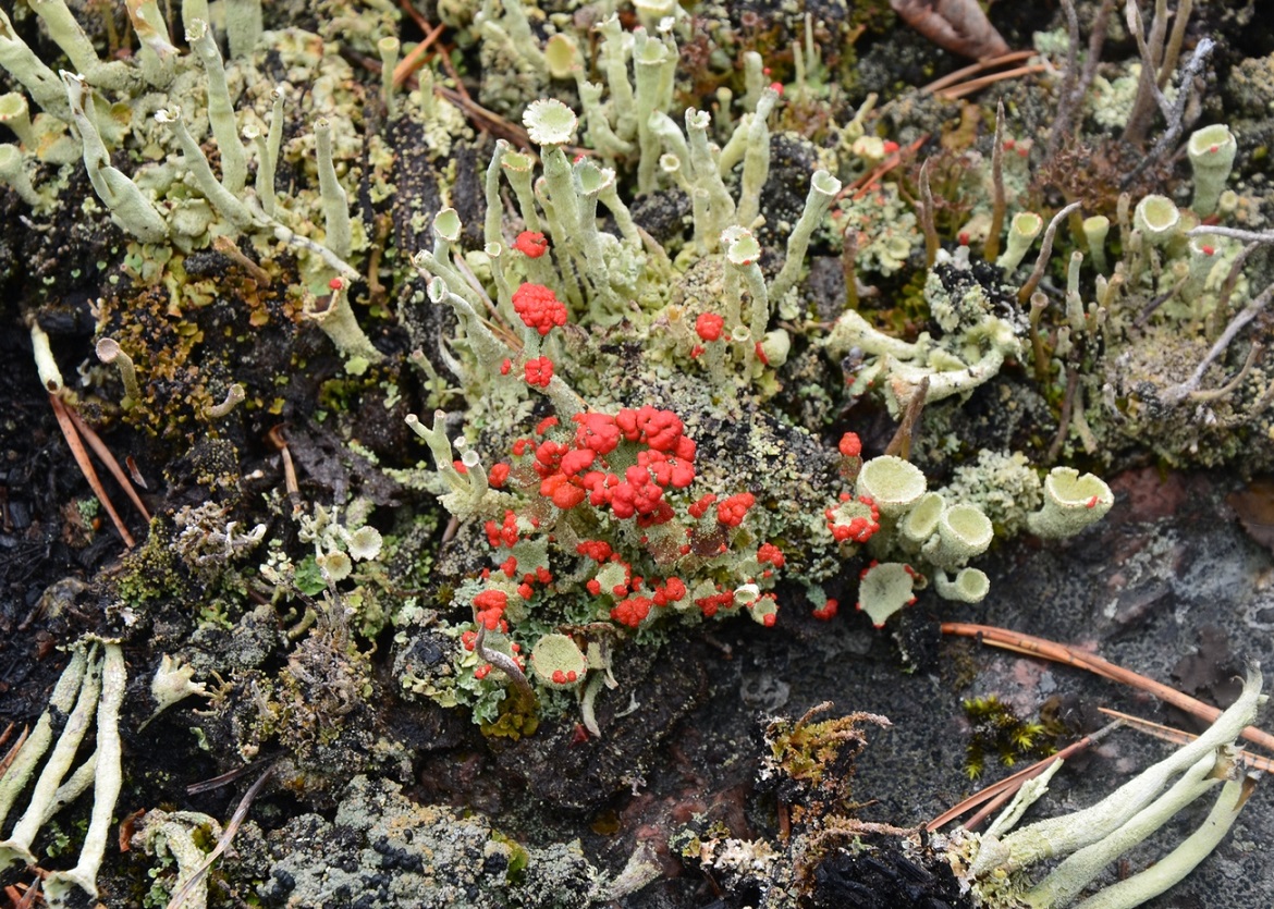 Изображение особи Cladonia bellidiflora.
