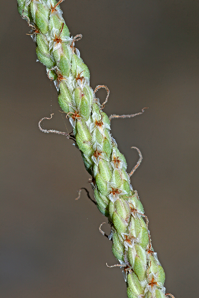 Image of Plantago salsa specimen.