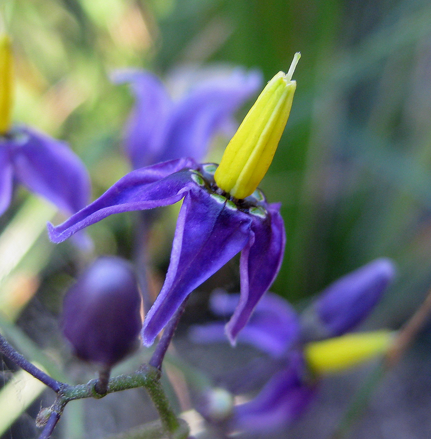 Изображение особи Solanum dulcamara.