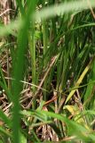 Carex acuta