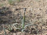 Iris falcifolia