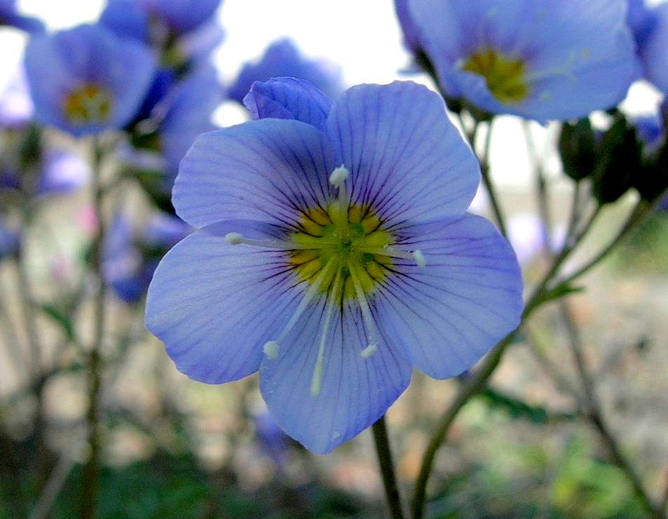 Image of Polemonium boreale specimen.