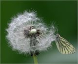 Taraxacum officinale. Созревшее соплодие с отдыхающей бабочкой Pieris napi. Московская обл., Раменский р-н, окр. дер. Хрипань, садовый участок. 01.06.2021.