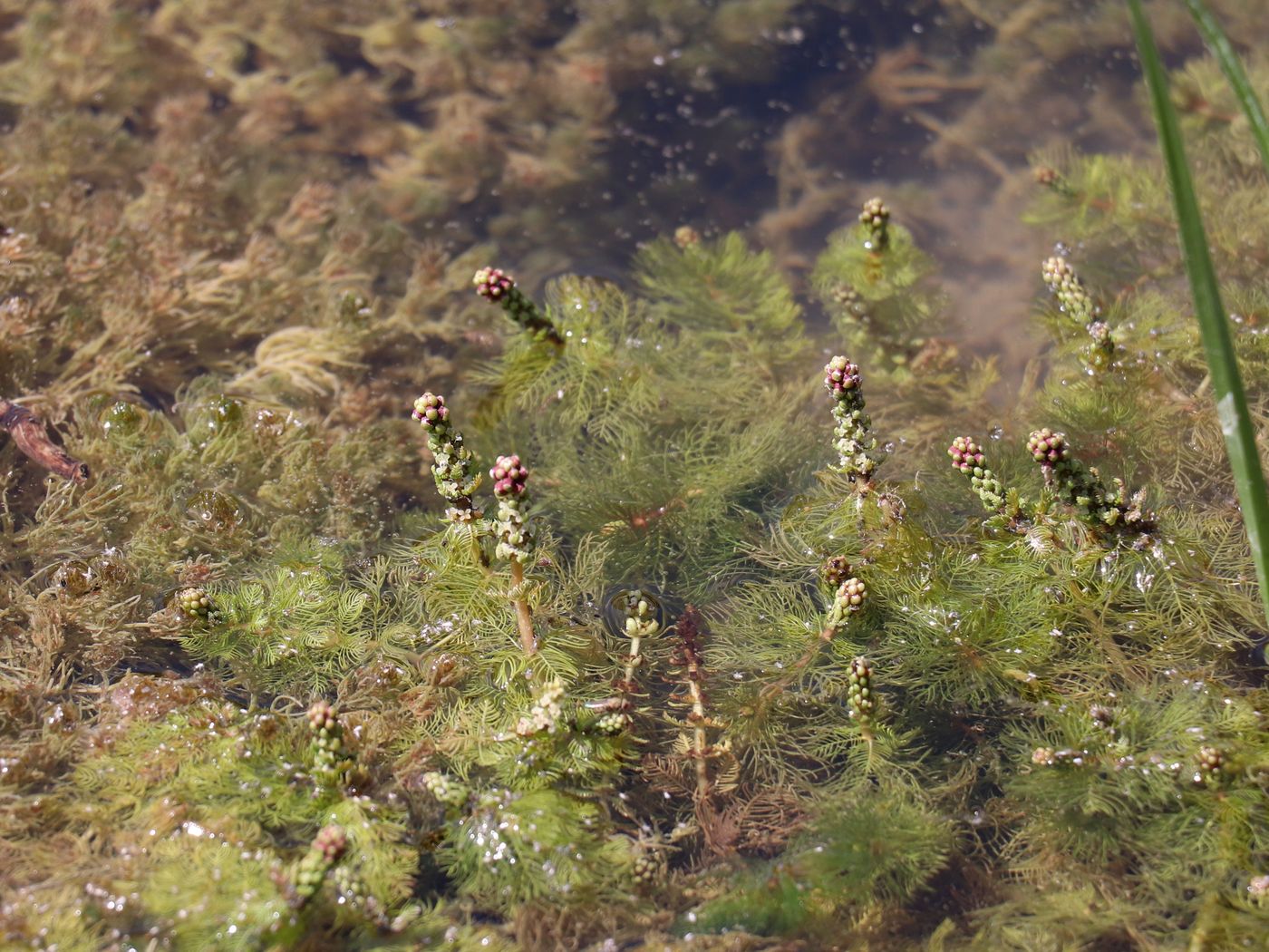 Image of Myriophyllum spicatum specimen.