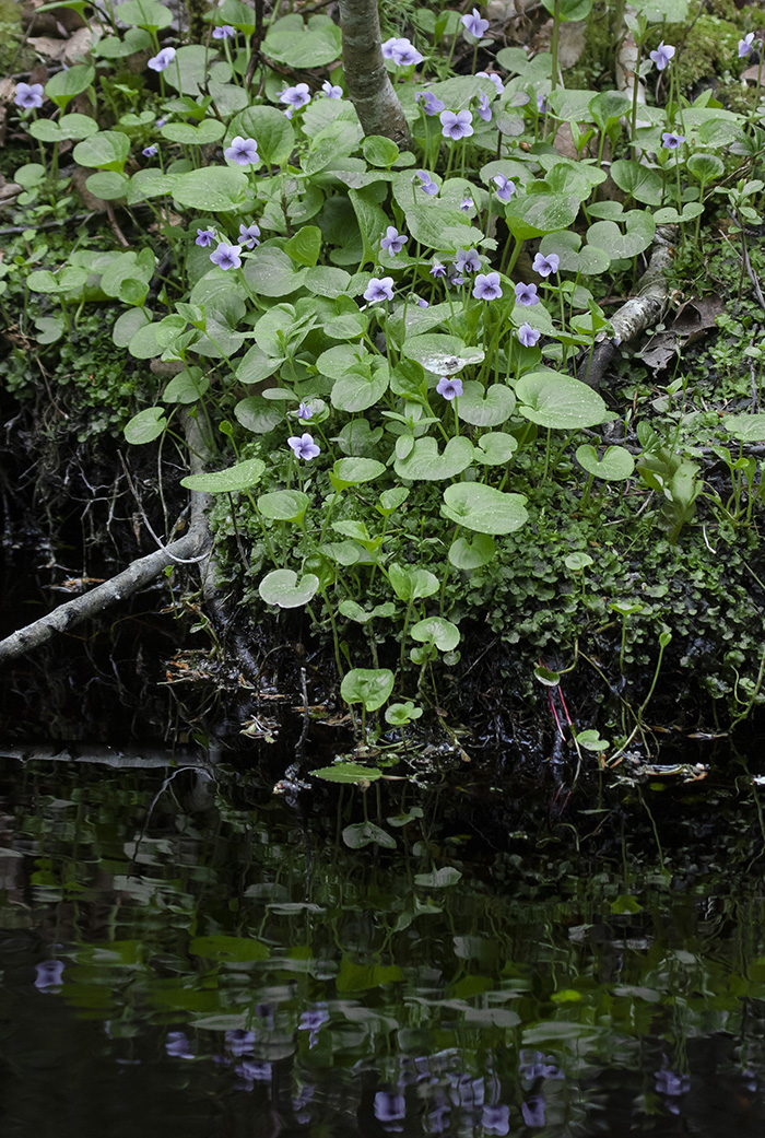 Изображение особи Viola palustris.