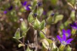 Campanula hierosolymitana. Отцветший цветок и бутоны. Израиль, лес Бен-Шемен. 26.04.2019.