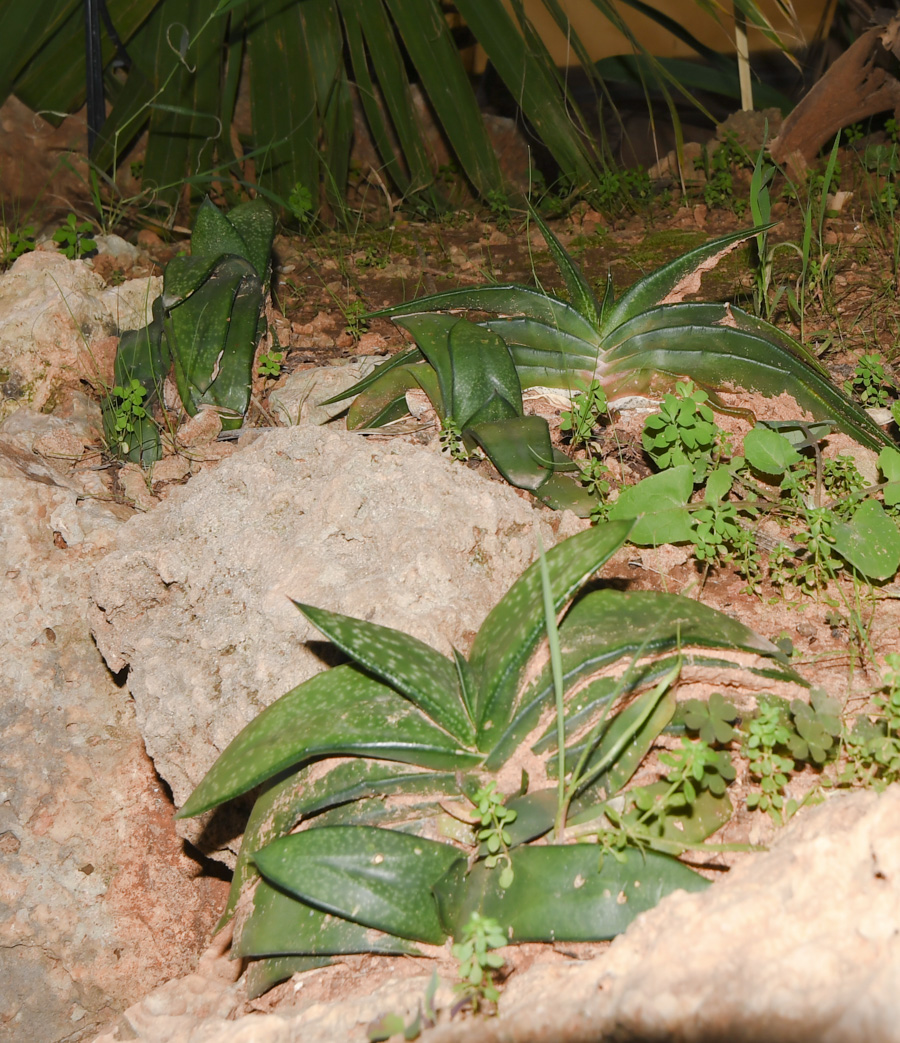 Image of Gasteria obliqua specimen.