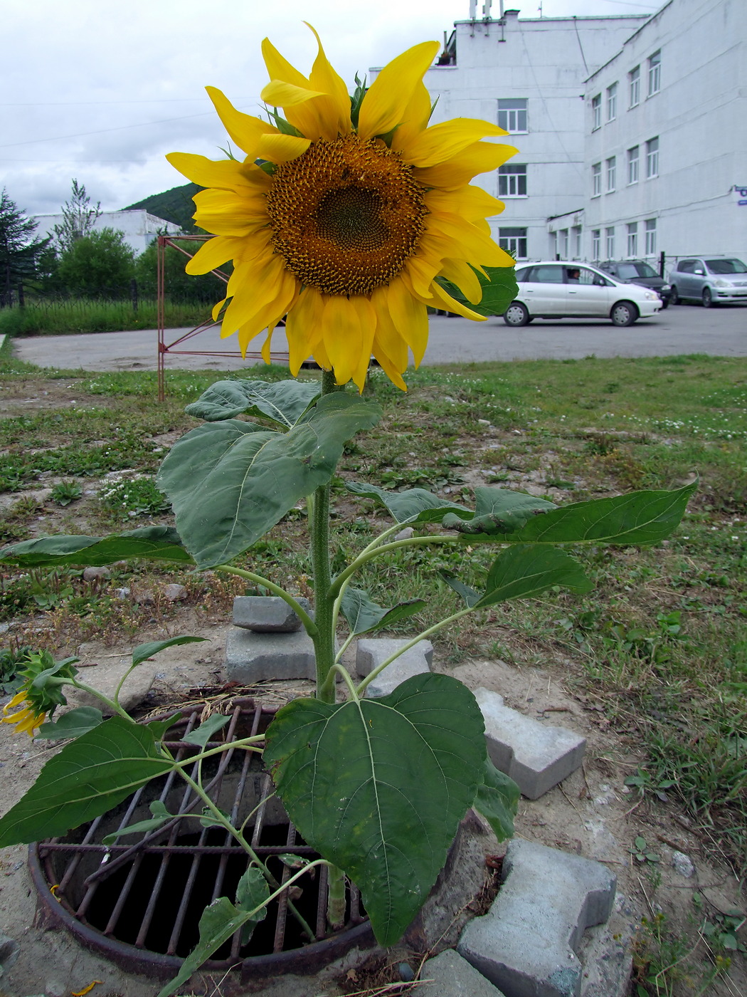 Изображение особи Helianthus annuus.