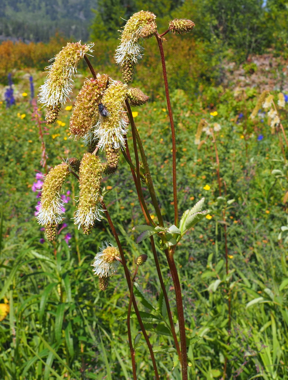 Image of Sanguisorba alpina specimen.