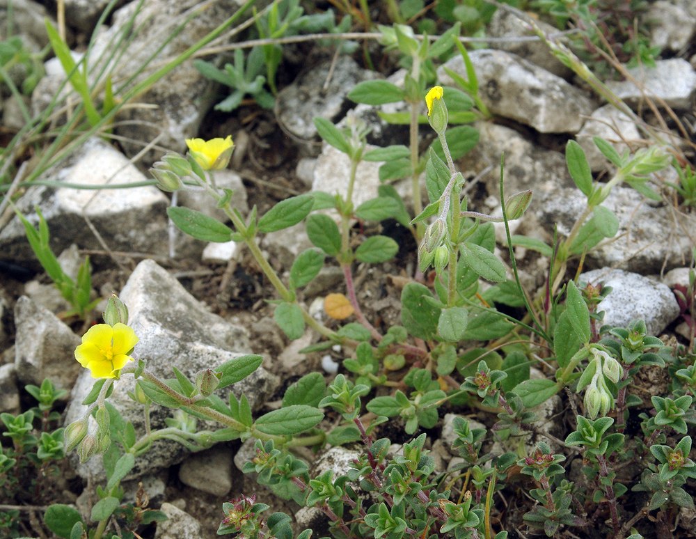 Image of Helianthemum salicifolium specimen.