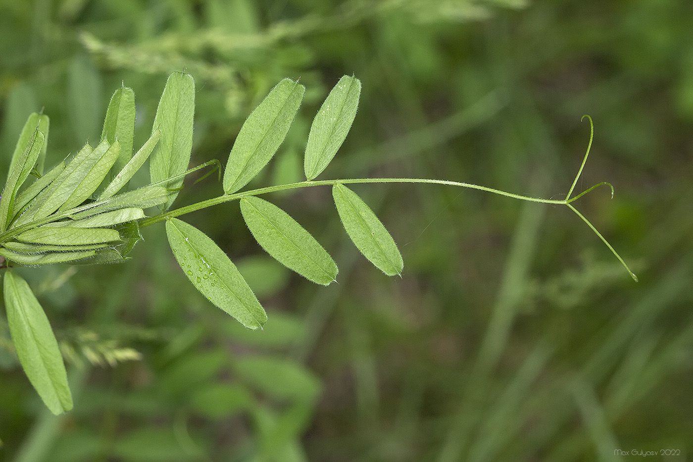 Image of Vicia angustifolia specimen.