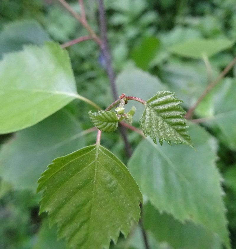 Image of Betula pendula specimen.