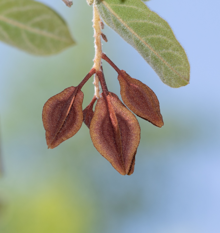 Image of Combretum molle specimen.