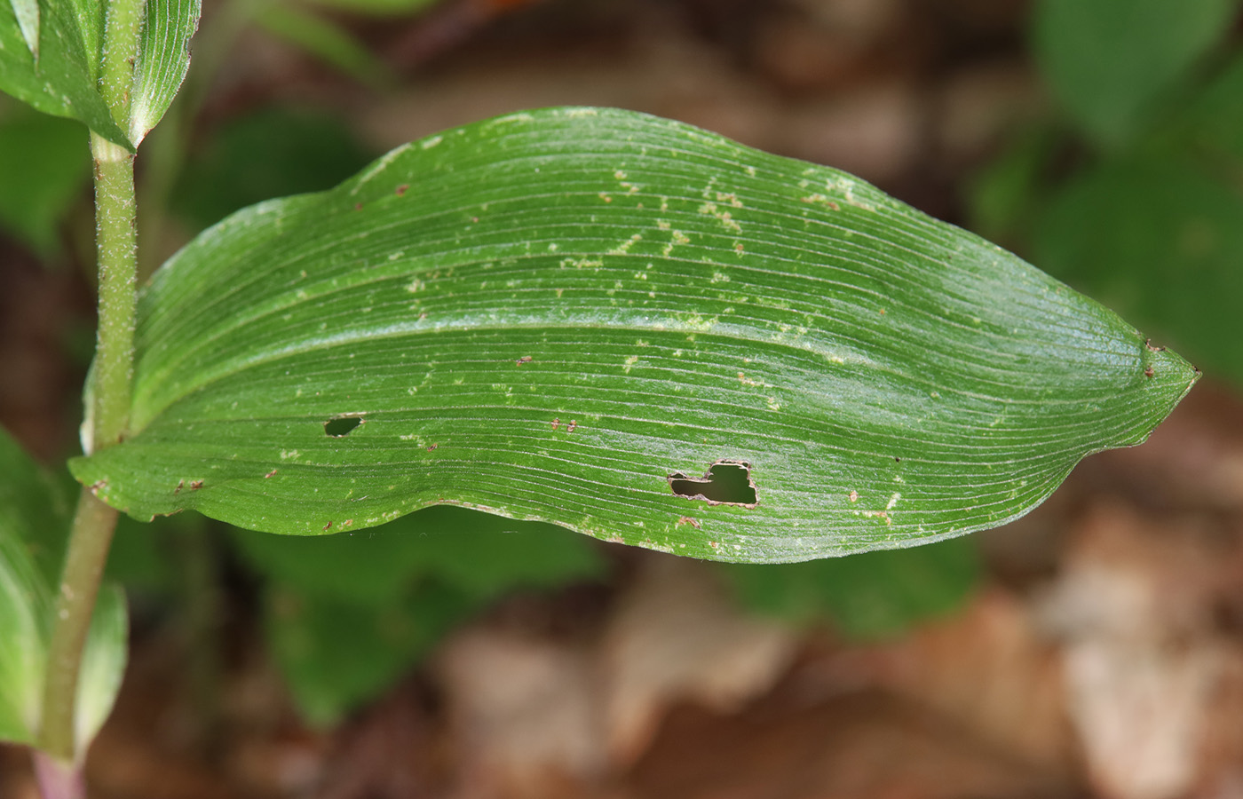 Изображение особи Epipactis leptochila.