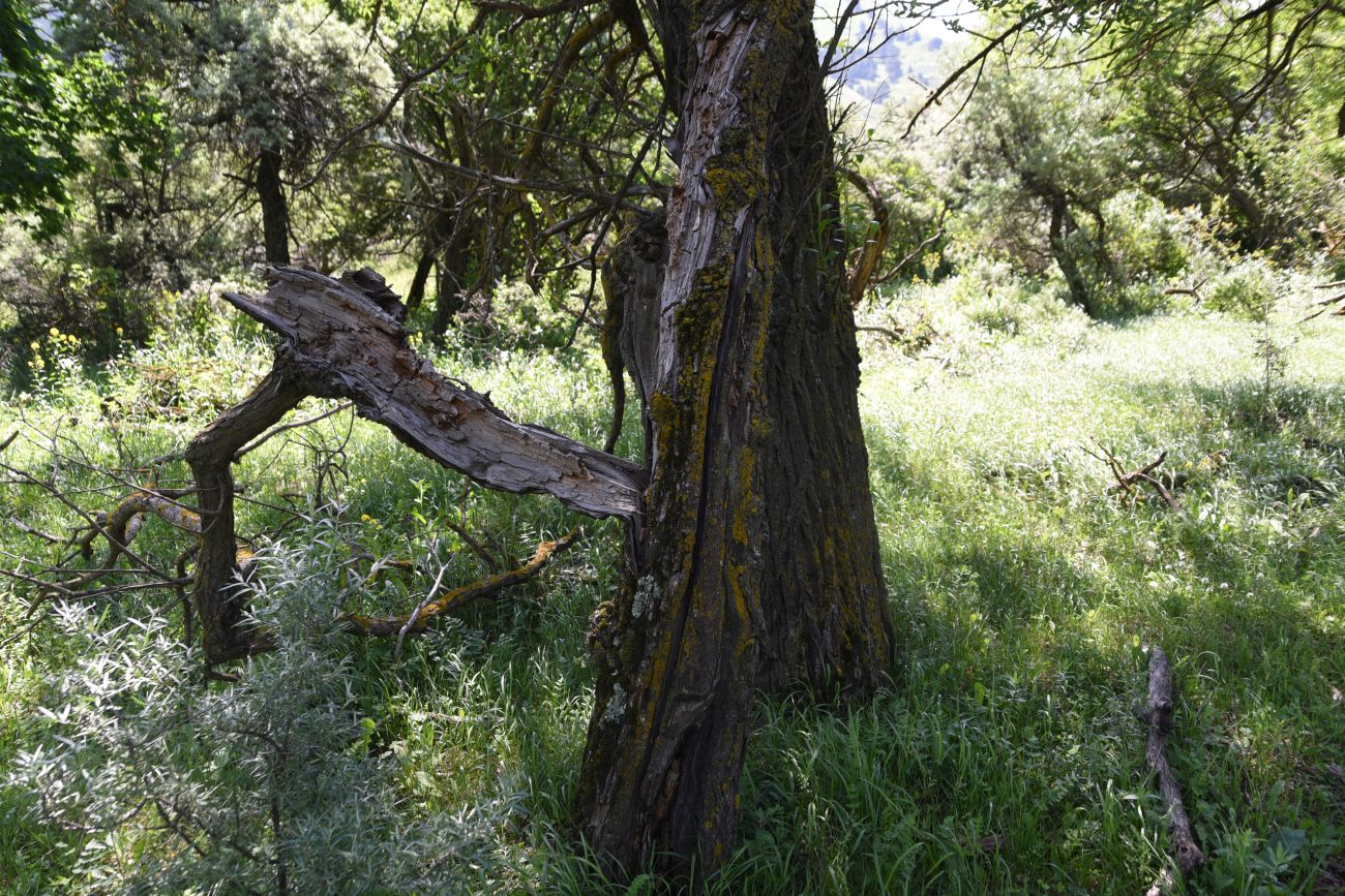 Image of genus Salix specimen.