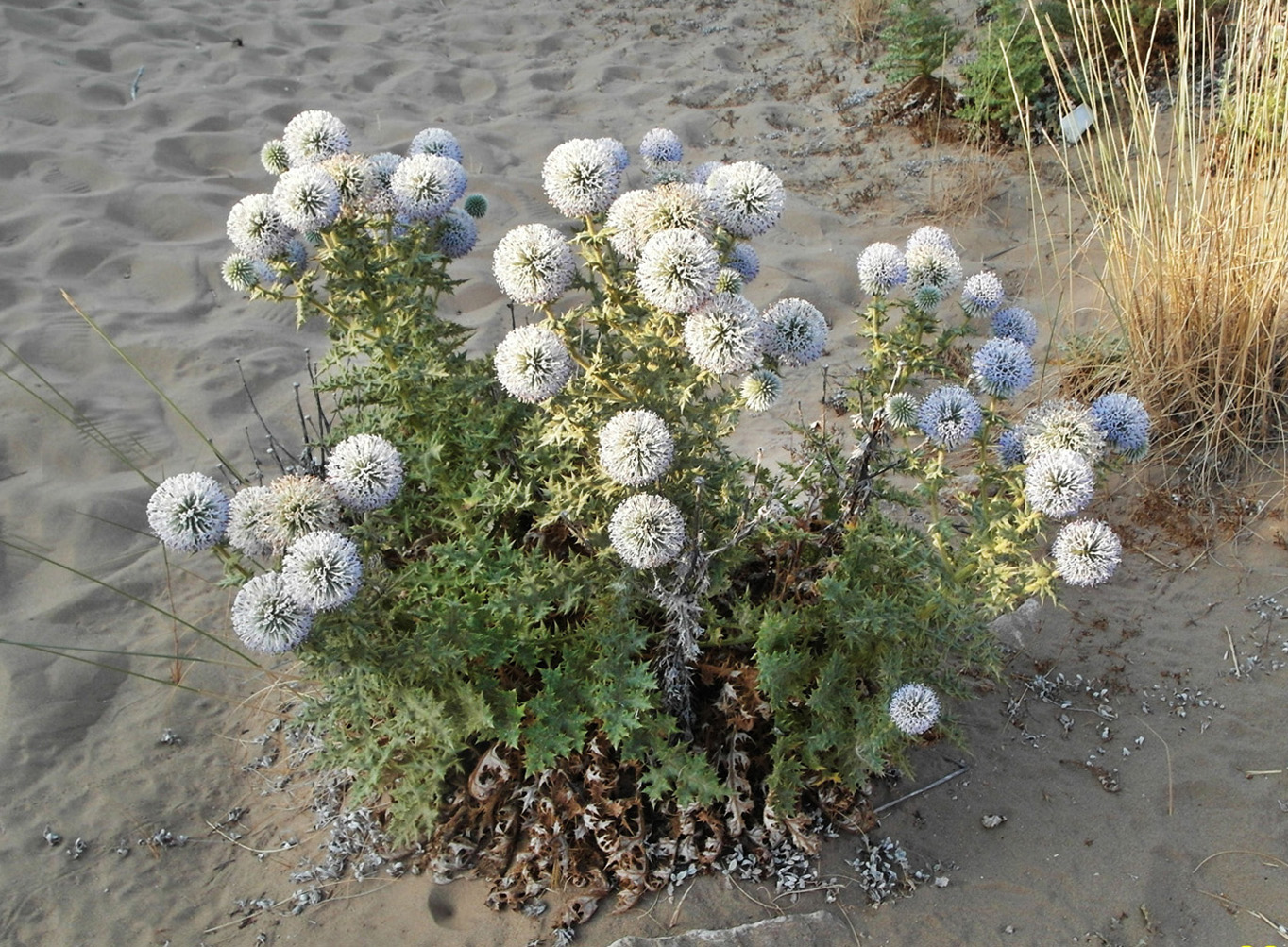 Image of Echinops antalyensis specimen.