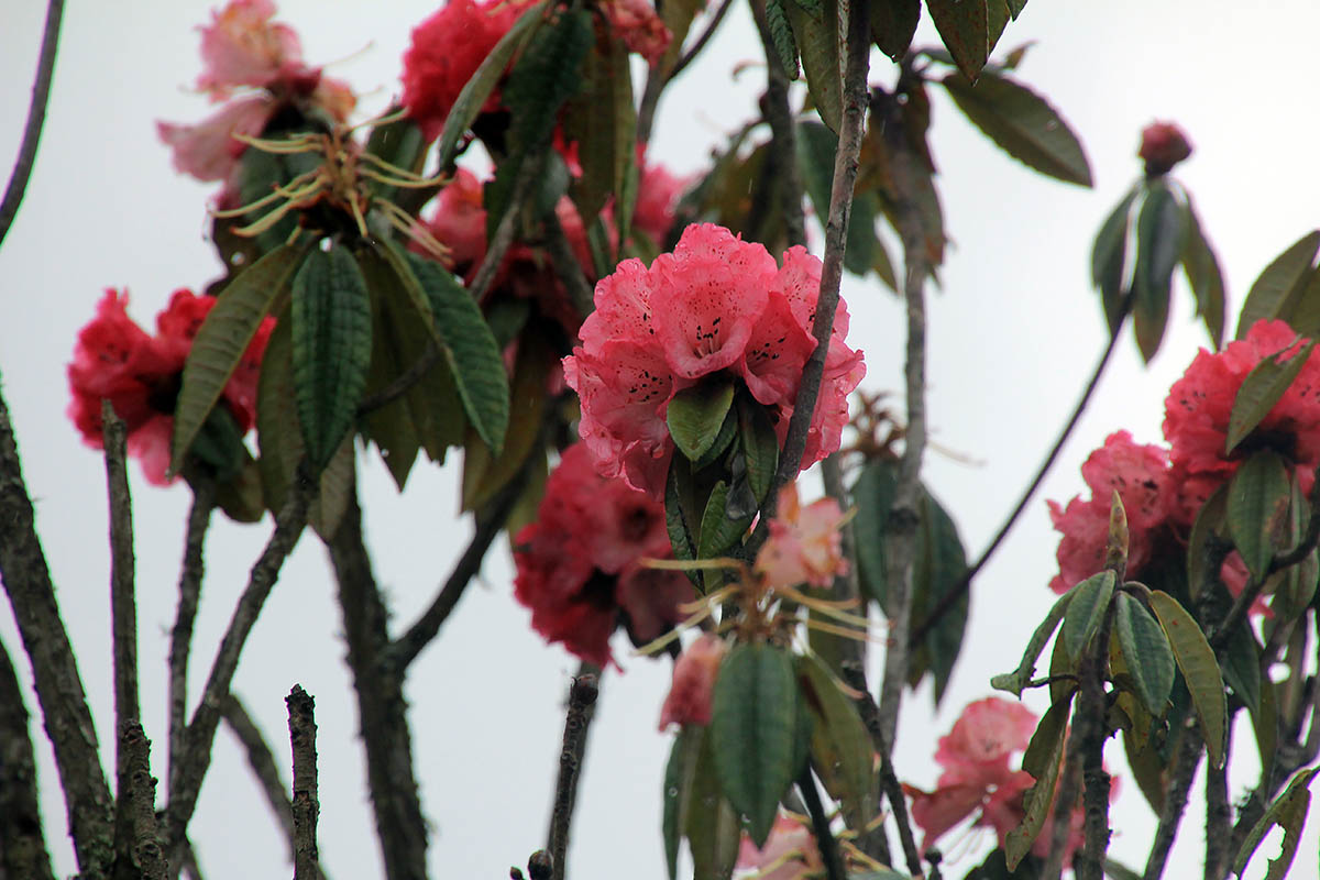 Изображение особи род Rhododendron.