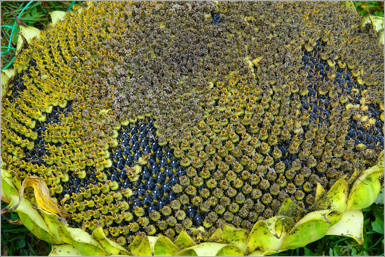 Image of Helianthus annuus specimen.