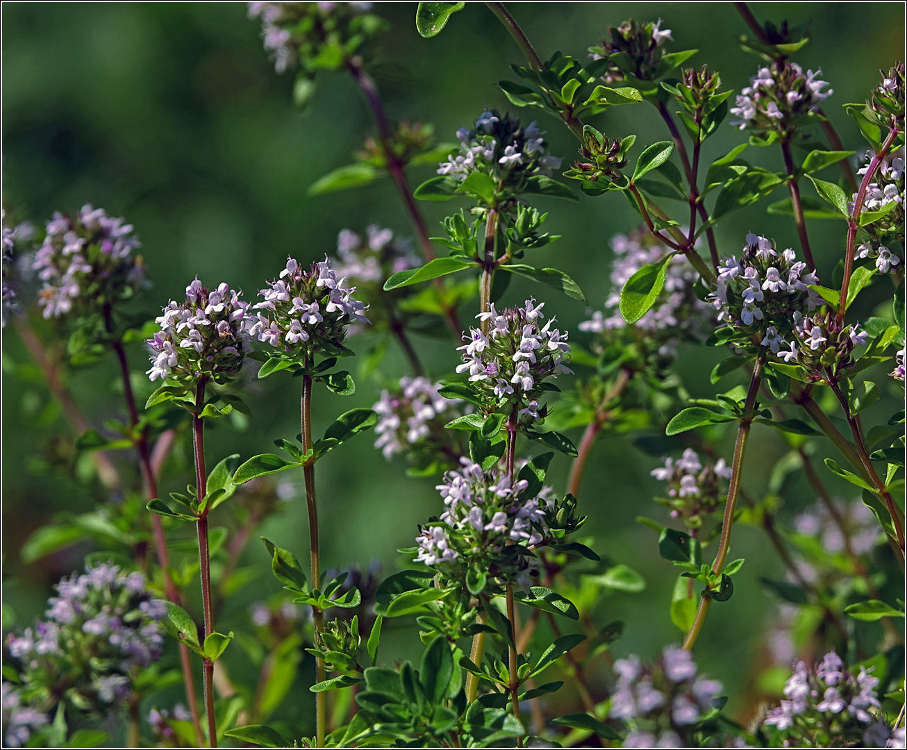 Image of Thymus ovatus specimen.