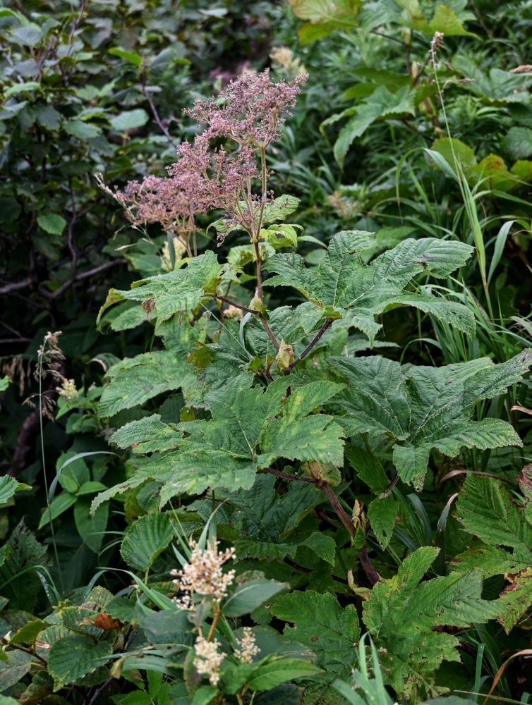 Image of Filipendula camtschatica specimen.