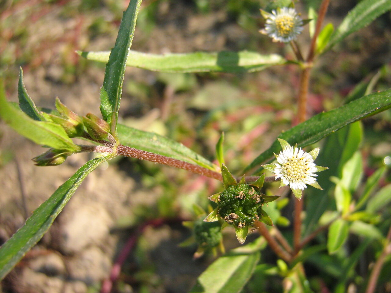 Изображение особи Eclipta prostrata.