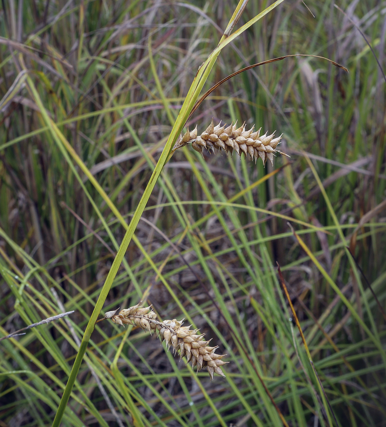 Image of Carex vesicaria specimen.