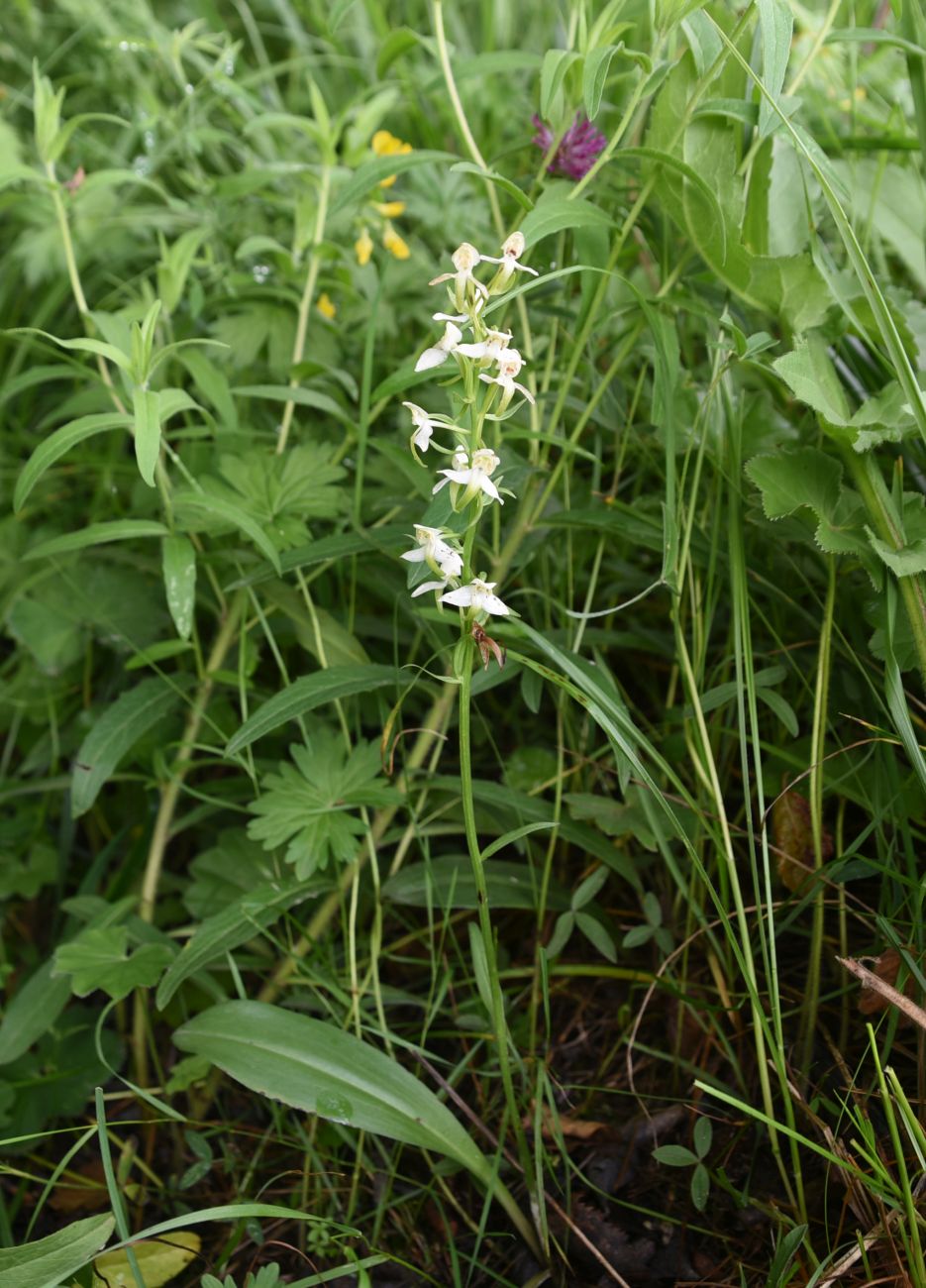 Image of Platanthera chlorantha specimen.