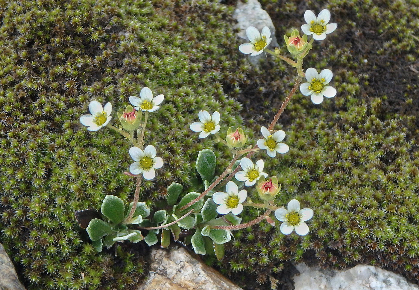 Изображение особи Saxifraga cartilaginea.