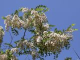 Robinia pseudoacacia. Верхушка ветви с соцветиями. Краснодарский край, Анапский муниципалитет, г. Анапа, Детский парк, берег р. Анапка. 31.05.2021.