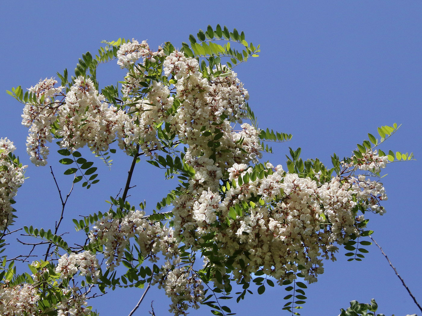 Изображение особи Robinia pseudoacacia.