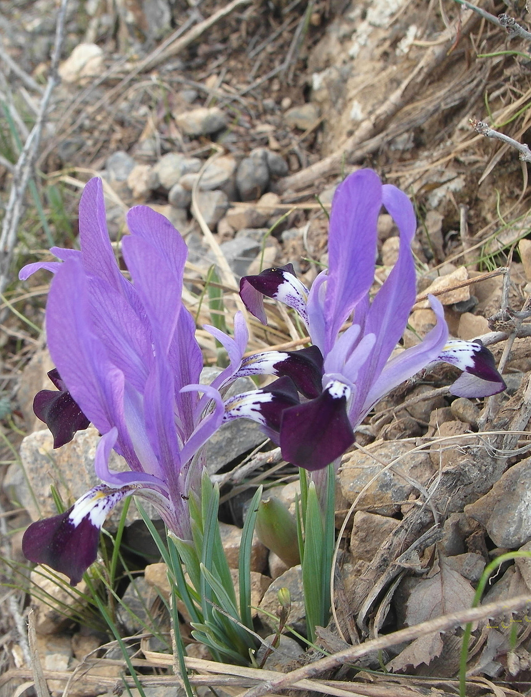 Изображение особи Iridodictyum kolpakowskianum.