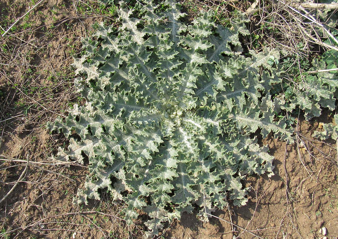 Image of Onopordum acanthium specimen.