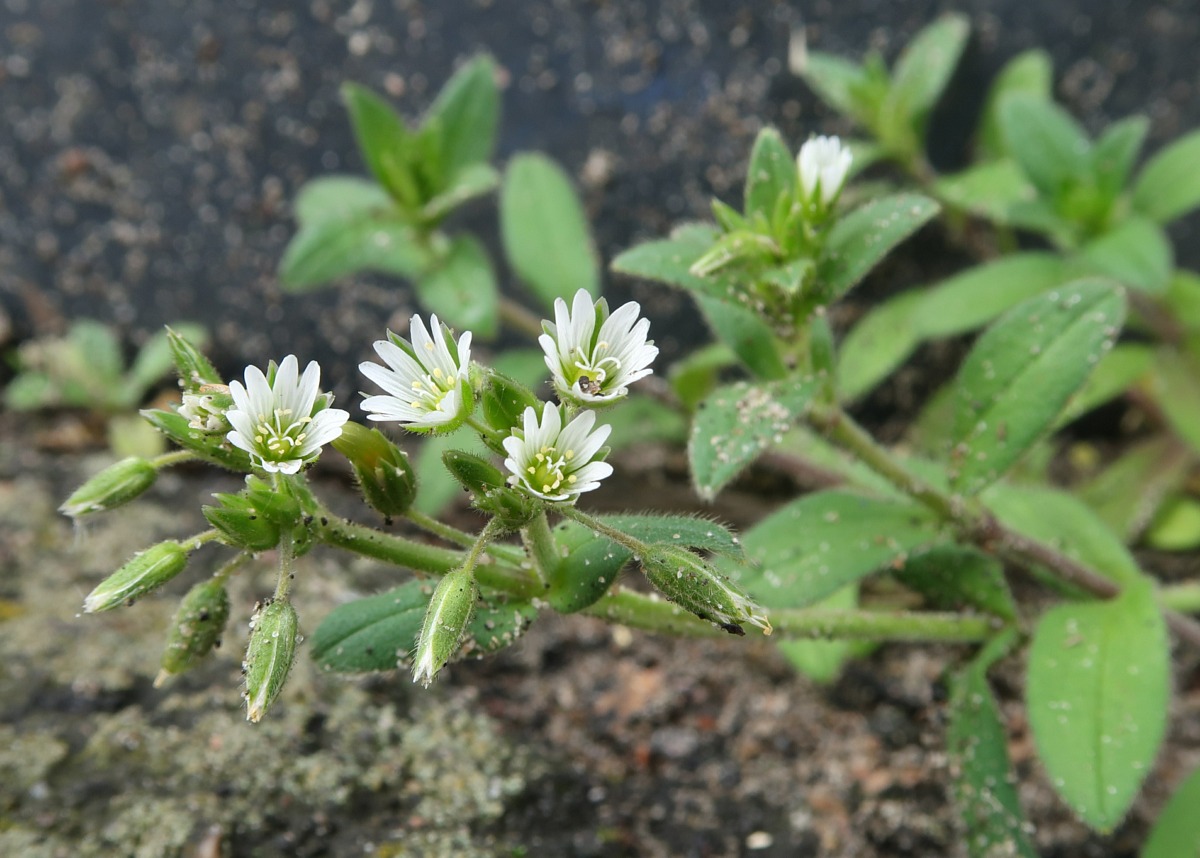 Image of Cerastium holosteoides specimen.