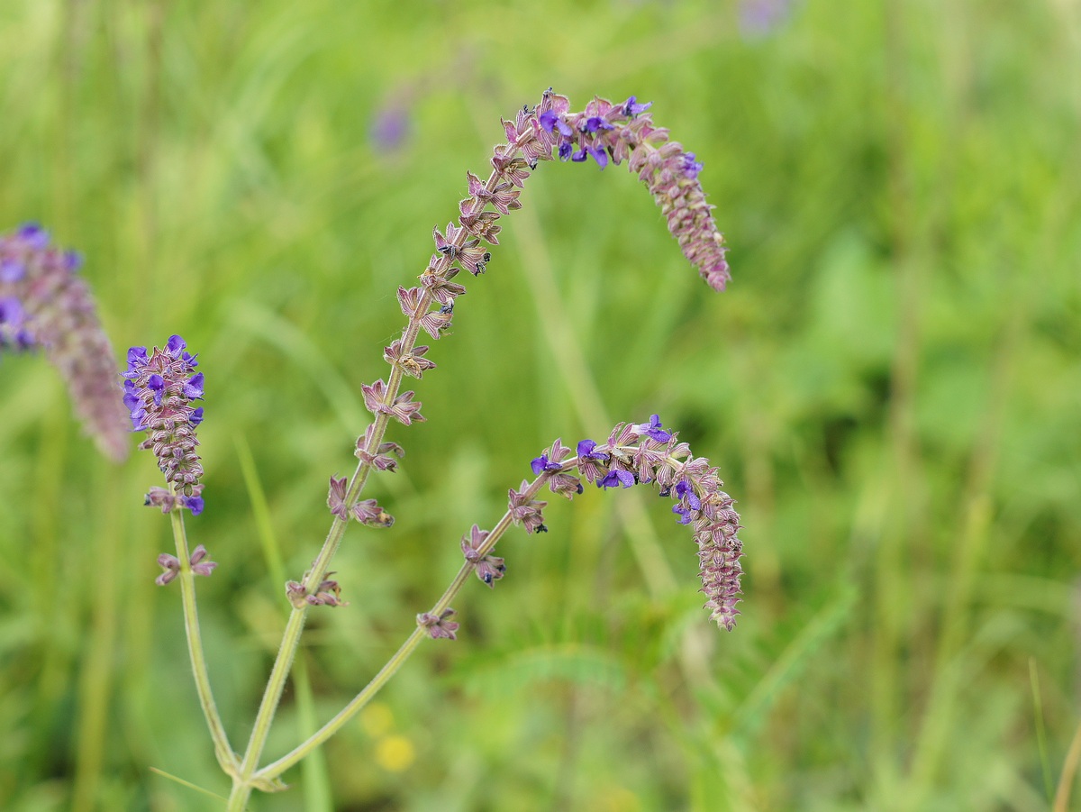 Image of Salvia betonicifolia specimen.