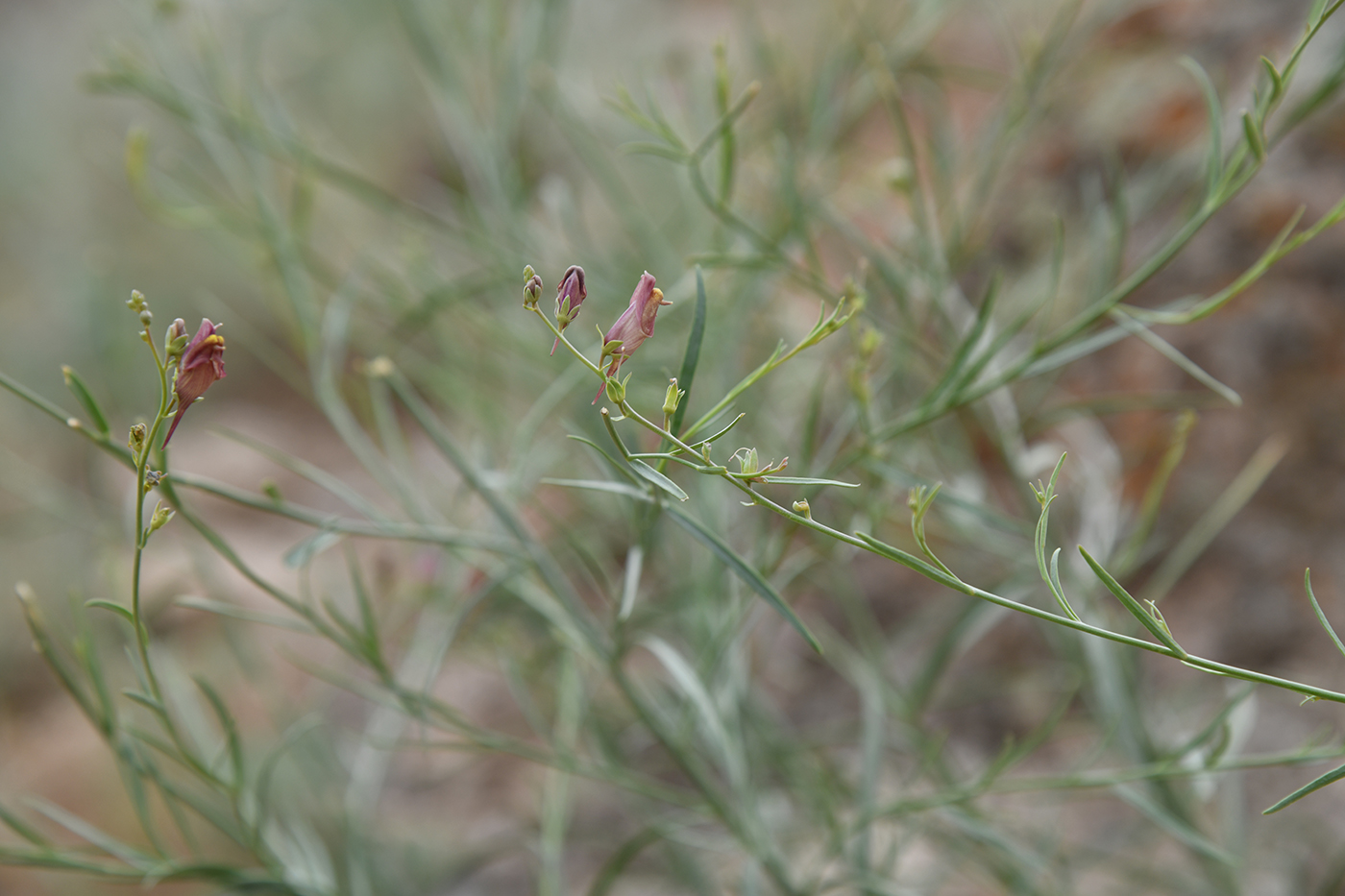 Image of Linaria popovii specimen.