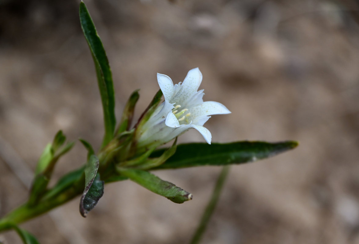 Image of Gentiana olgae specimen.