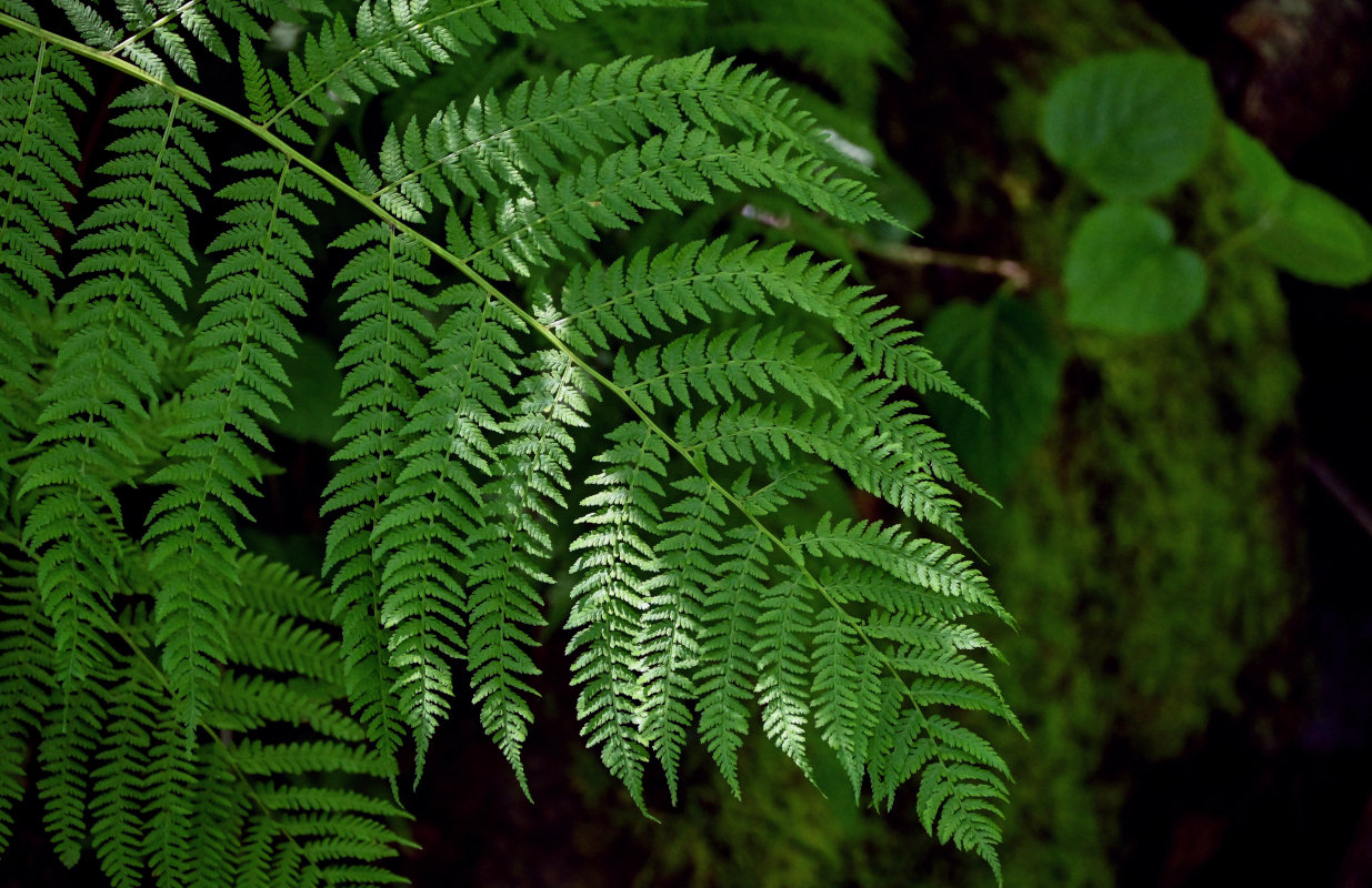 Image of Athyrium filix-femina specimen.