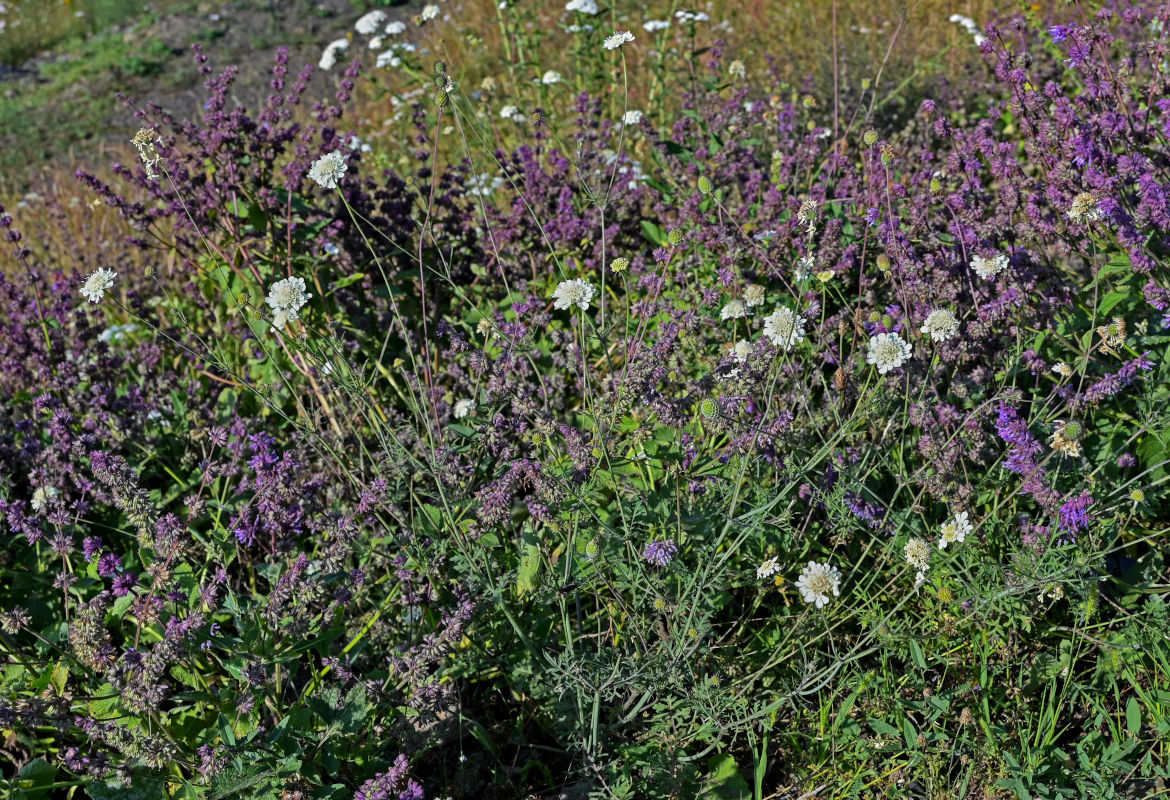 Image of Scabiosa ochroleuca specimen.