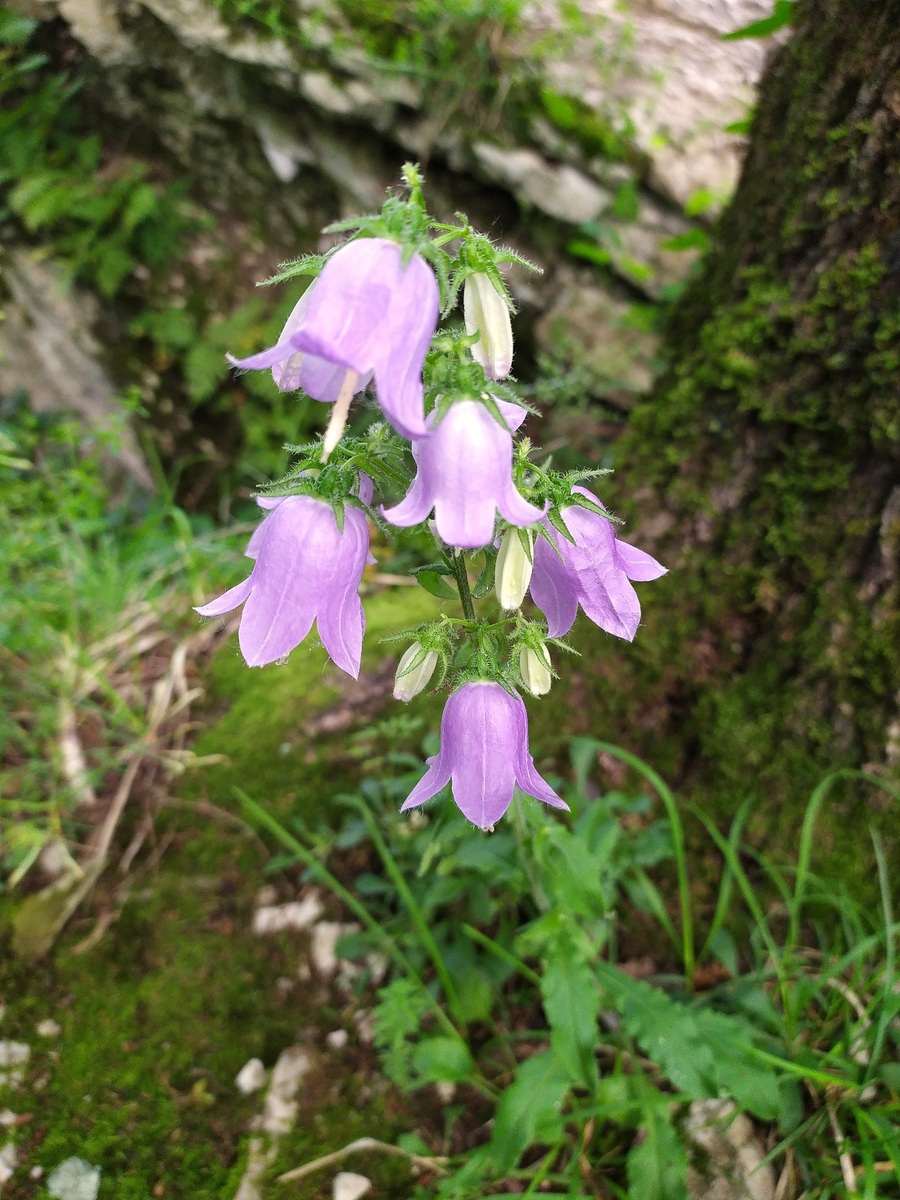 Image of Campanula longistyla specimen.