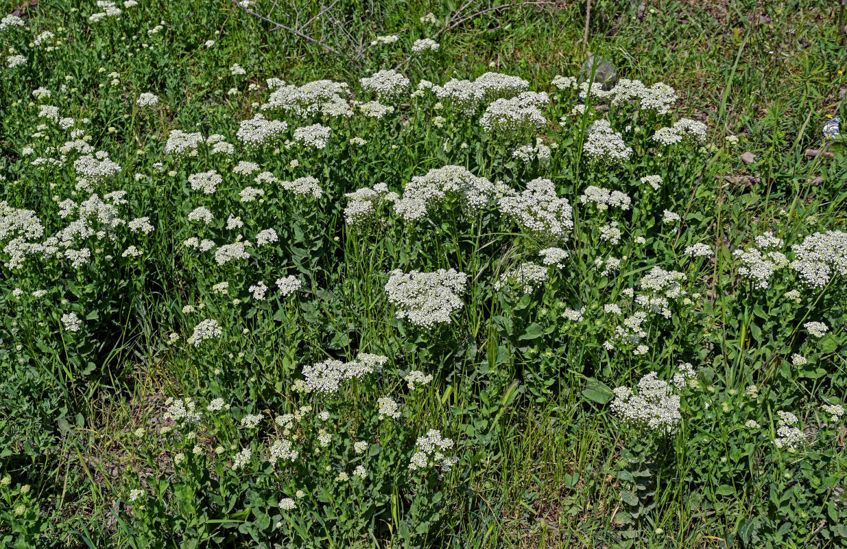 Image of Cardaria draba specimen.